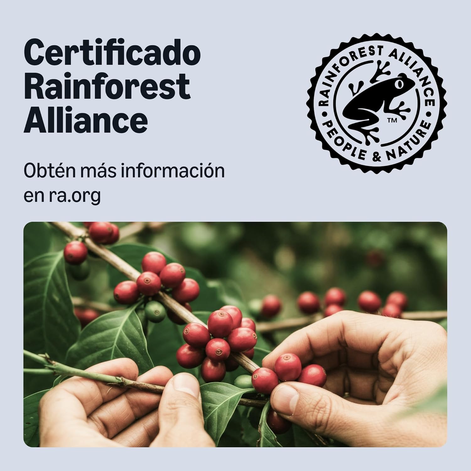 by Amazon - Cápsulas de café Intenso, tueste oscuro, compatibles con Nespresso, 100 unidades, 5 paquetes de 20, certificado Rainforest Alliance - 5